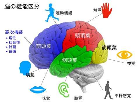 頭 位置|【脳の機能局在】各部位の働きを分かりやすく解説